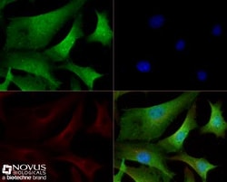 TET3 Antibody - BSA Free, Novus Biologicals 0.025mg; Unlabeled:Antibodies,
