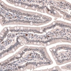 TET3 Antibody, Novus Biologicals:Antibodies:Primary Antibodies