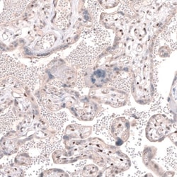 TET3 Antibody, Novus Biologicals:Antibodies:Primary Antibodies