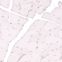 TET3 Antibody, Novus Biologicals:Antibodies:Primary Antibodies