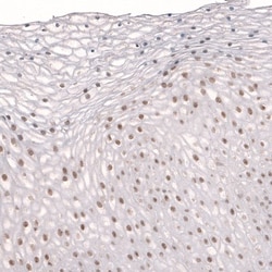 TET3 Antibody, Novus Biologicals:Antibodies:Primary Antibodies