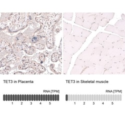 TET3 Antibody, Novus Biologicals:Antibodies:Primary Antibodies
