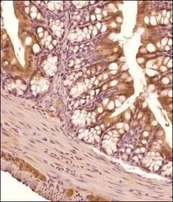 TET3 Antibody - BSA Free, Novus Biologicals 0.025mg; Unlabeled:Antibodies,