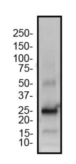 TET3 Antibody - BSA Free, Novus Biologicals 0.025mg; Unlabeled:Antibodies,