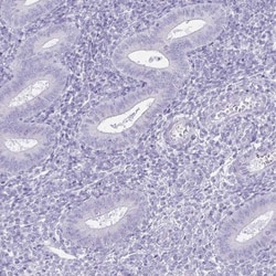 TEX19 Antibody, Novus Biologicals 0.1mL; Unlabeled:Antibodies, Polyclonal