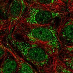TFAP4 Antibody, Novus Biologicals:Antibodies:Primary Antibodies