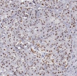 TFAP4 Antibody, Novus Biologicals:Antibodies:Primary Antibodies
