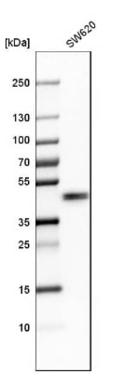 TFAP4 Antibody, Novus Biologicals:Antibodies:Primary Antibodies