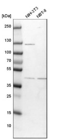 TFAP4 Antibody, Novus Biologicals:Antibodies:Primary Antibodies