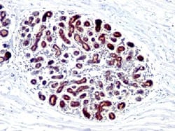 Mouse anti-TFF1/pS2, Clone: GE2, Azide Free, Novus Biologicals:Antibodies:Primary