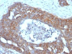 Mouse anti-TFF1/pS2, Clone: GE2, Azide Free, Novus Biologicals:Antibodies:Primary