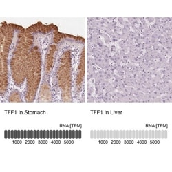 TFF1/pS2 Antibody, Novus Biologicals 0.1mL; Unlabeled:Antibodies, Polyclonal