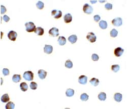 TFF3 Antibody - BSA Free, Novus Biologicals 0.1mg; Unlabeled:Antibodies,