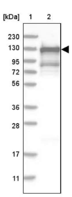 TFII-I Antibody, Novus Biologicals:Antibodies:Primary Antibodies