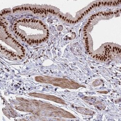 TFIIB Antibody, Novus Biologicals:Antibodies:Primary Antibodies