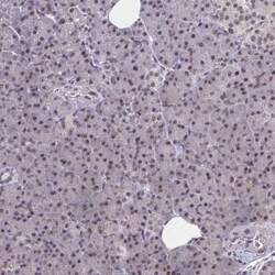 TFIIB Antibody, Novus Biologicals:Antibodies:Primary Antibodies