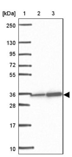 TFIIB Antibody, Novus Biologicals:Antibodies:Primary Antibodies