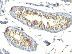 Mouse anti-TGF-alpha, Clone: TG86+P/T1, Azide Free, Novus Biologicals 0.2mg;