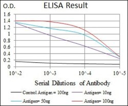 LAP (TGF-beta 1) Antibody (7F6) - BSA Free, Novus Biologicals:Antibodies:Primary