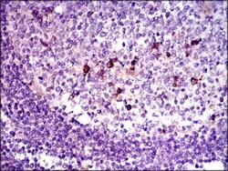 LAP (TGF-beta 1) Antibody (7F6) - BSA Free, Novus Biologicals:Antibodies:Primary