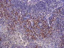 LAP (TGF-beta 1) Antibody (7F6) - BSA Free, Novus Biologicals:Antibodies:Primary