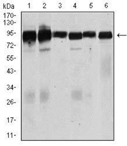 TGF-beta RIII Antibody (1C5H11) - BSA Free, Novus Biologicals 0.025 mL,