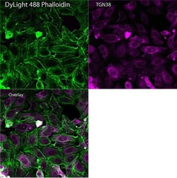 TGN38 Antibody (2F7.1), Novus Biologicals:Antibodies:Primary Antibodies