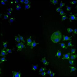 TGN38 Antibody (2F7.1), Novus Biologicals:Antibodies:Primary Antibodies
