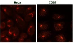TGN38 Antibody (2F7.1), Novus Biologicals:Antibodies:Primary Antibodies