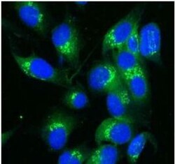 TGN38 Antibody, Novus Biologicals 0.5mg; Unlabeled:Antibodies, Polyclonal