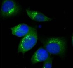 TGN38 Antibody, Novus Biologicals:Antibodies:Primary Antibodies
