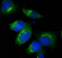 TGN38 Antibody, Novus Biologicals 0.5mg; Unlabeled:Antibodies, Polyclonal