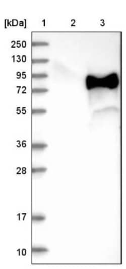 TGN46 Antibody, Novus Biologicals 0.1mL; Unlabeled:Antibodies, Polyclonal