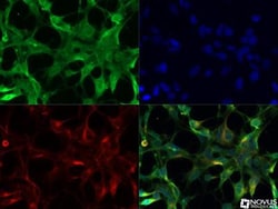 TGR5/GPBAR1 Antibody - BSA Free, Novus Biologicals:Antibodies:Primary Antibodies