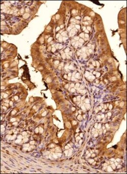TGR5/GPBAR1 Antibody - BSA Free, Novus Biologicals:Antibodies:Primary Antibodies