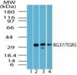 TGR5/GPBAR1 Antibody - BSA Free, Novus Biologicals:Antibodies:Primary Antibodies