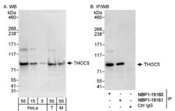 THOC5 Antibody, Novus Biologicals 0.1mL; Unlabeled:Antibodies, Polyclonal