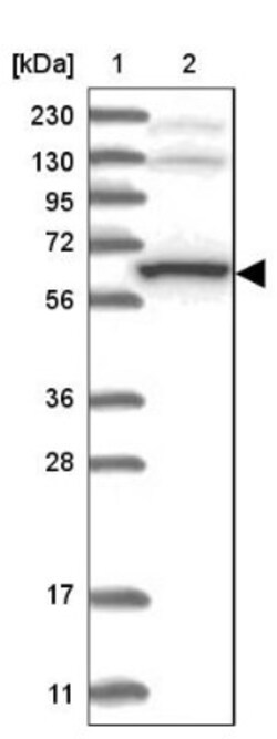 THUMPD3 Antibody, Novus Biologicals:Antibodies:Primary Antibodies