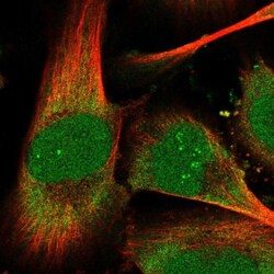 THYN1 Antibody, Novus Biologicals:Antibodies:Primary Antibodies