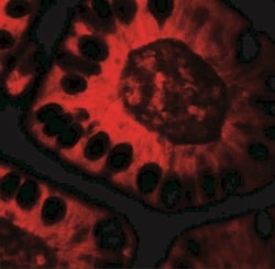 TICRR Antibody - BSA Free, Novus Biologicals:Antibodies:Primary Antibodies