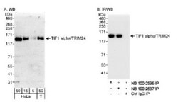 TIF1 alpha Antibody, Novus Biologicals 0.1mL; Unlabeled:Antibodies, Polyclonal