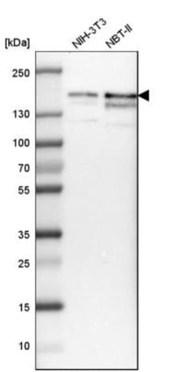 TIF1 gamma Antibody, Novus Biologicals:Antibodies:Primary Antibodies