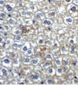 TIM-4 Antibody - BSA Free, Novus Biologicals 0.1mg; Unlabeled:Antibodies,