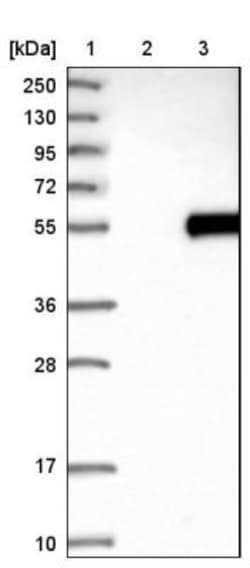 TIM-4 Antibody, Novus Biologicals 25 &mu;L | Buy Online | Novus Biologicals | Fisher Scientific