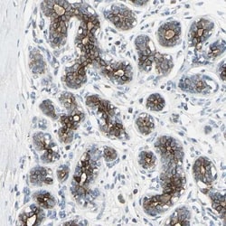 TIM21 Antibody, Novus Biologicals:Antibodies:Primary Antibodies
