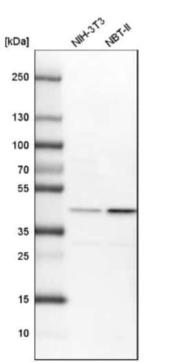 TIMM44 Antibody, Novus Biologicals 0.1mL; Unlabeled:Antibodies, Polyclonal