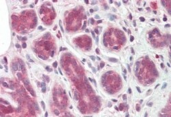 TIPRL Antibody, Novus Biologicals 0.1mg; Unlabeled:Antibodies, Polyclonal