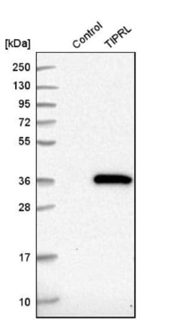 TIPRL Antibody, Novus Biologicals:Antibodies:Primary Antibodies