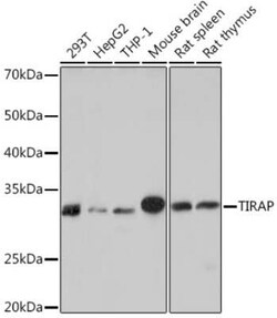 TIRAP Rabbit anti-Human, Mouse, Rat, Clone: 9T1A8, Novus Biologicals 20