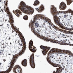 TJAP1 Antibody, Novus Biologicals:Antibodies:Primary Antibodies